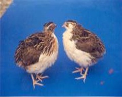 CARIUJJWAL (White Breasted Quail)