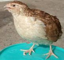 CARISUNHERI (Brown Feather White Breasted)