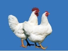Broiler Chicken