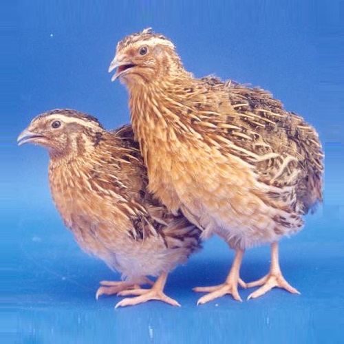 Germplasm Varieties