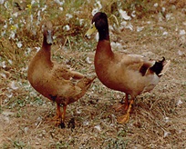 Ducks