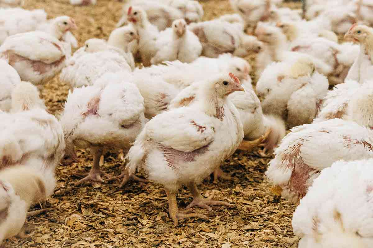 Avian Nutrition & Feed Technology
