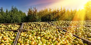 Post Harvest Technology